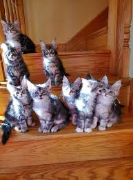 This channel is for my maine coon cat sean coonery. Dracoonfly Maine Coon Cats Photos Facebook