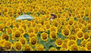 ایرنا مزرعه گل آفتابگردان در ژاپن amazing flowers flower festival world photo