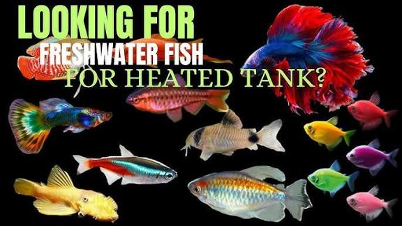 Looking For Freshwater Fish Species For Heated Tank? Here's Top 10 Species