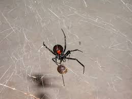 black widow worries university of utah health