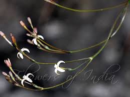 Image result for Kohautia