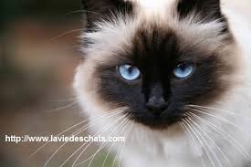 Pour les articles homonymes, voir sacré (homonymie) et birman. Laviedeschats Com Vous Presente La Race Du Chat De Birmanie