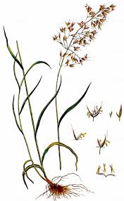 Image result for Trisetopsis milanjianum