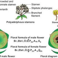 Image result for Monadenium filiforme