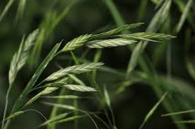 Image result for Bromus catharticus