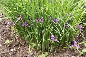 Iris Graminea Grasartige Schwertlilie Bild 672357 Schwertlilie Pflanzen Bluhende Pflanzen