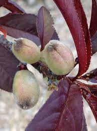 Maybe you would like to learn more about one of these? Dwarf Purple Leaf Peach Trees Learn About Peaches With Reddish Purple Leaves