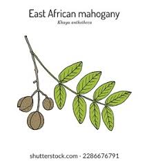 Image result for Khaya anthotheca