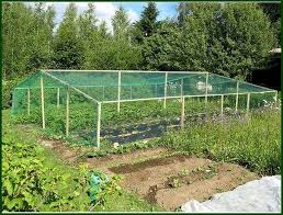 Bird Netting Structures For Fruit Trees Vegetable Garden Make Use Of This Piece When Your Personal Horticulture Guide Vegetable Garden Design Garden Netting Farm Gardens