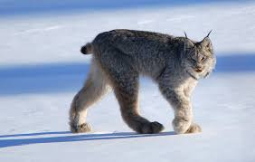 The source for afv model making: Lynx Encyclopedia Of Life