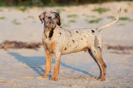 catahoula leopard dog dog breed information american