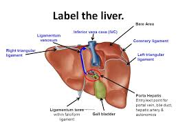 Laboratory assessment of the patient with suspected or clinically obvious liver disease is context additionally, the sequence of liver tests depends heavily on the questions being asked. 33 Label The Features Associated With The Liver And Pancreas Labels Design Ideas 2020