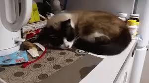 Discover more disaster gif, earth resulting gif, earthquake gif, energy gif. Reaction Of Cat To Earthquake Funny Gifs Gifvif