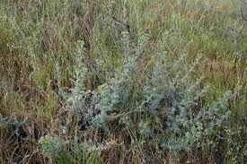 Image result for Berkheya spekeana