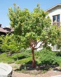 Long leaves, with lightly toothed margins. Marina Strawberry Tree Inland Valley Garden Planner