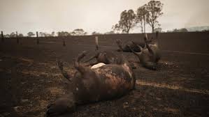 Incendios australia ya ha logrado recaudar más de 700.000 dólares. El Ejercito Actua Ante La Ola De Incendios En Australia Que Deja Ya 17 Muertos Es Como Un Escenario De Guerra