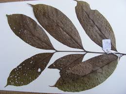 Image result for Aporrhiza