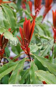 Image result for Cunonia capensis
