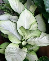 My Most Favorite Dieffenbachia Tropic Marianne Which Has A Green Margin With A Cream Centre Dieffenbachia Dieffenbachia Houseplant Greenhouse Plants Plants