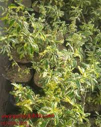 Anggur apel belimbing benih buah jambu buahtin cemara dondong durian jeruk kembang klengkeng mangga matoa nangka pupuk sawo smartphone tanaman hias tanaman obat tanaman unik. Jual Tanaman Bunga Ravenia 082332224620 Gudang Bibitku