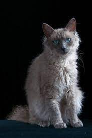 These Six Cat Breeds Hardly Ever Shed Rendering Your Lint Roller Useless Laperm Cat Breeds Cat Facts