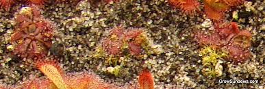 Image result for Drosera dielsiana