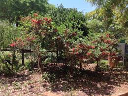 Image result for Ochna arborea