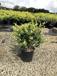 Image result for Ligustrum lucidum