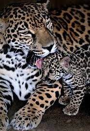 Tulsa On Twitter Cute Animals Animals Beautiful Animals