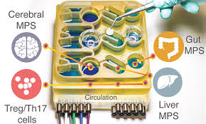 Organs On A Chip Reveal How Digestion May Influence Neurological Disease
