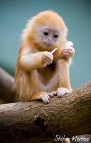 Image result for cute baby animals