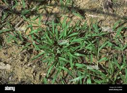 Image result for Paspalum conjugatum