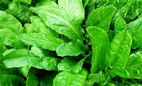 Pengolahan bayam merah menjadi makanan yang layak konsumsi juga mudah, cepat, dan tidak memerlukan banya bahan tambahan. Sorrel Masam Merah Berdaun Lebar Jenis Dan Jenis
