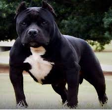 American Pit Bull Terrier Black And White The Truth About The All Black Pitbull Meowlogy All Black Pitbull Bully Breeds Dogs Bully Dog