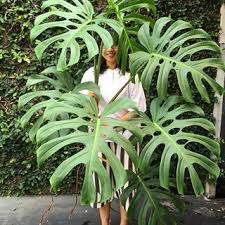 Big Smile For Big Monstera Happy Monsteramonday Guys Lifeisgoodwithplants Hofmannjournal Monstera Plants House Plants Plant Life