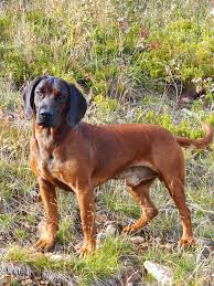 Image result for anglický barvář