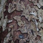 Image result for Pericopsis