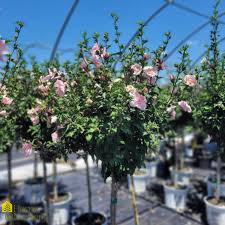 Image result for Hibiscus syriacus ´Pink Chiffon