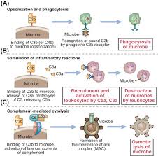 Image result for Complement Pathway