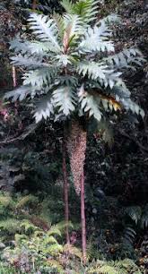 Image result for Bocconia