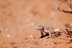 Image result for Lepidagathis scariosa