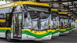 Image result for Maerua bussei