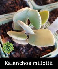 Kalanchoe Millottii Succulenttaz Fruit Food Cantaloupe