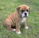 Sugar Plum Bulldogs | Home of the Smaller AKC English ...