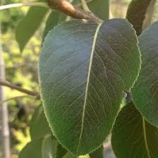 Image result for Pycreus pauper