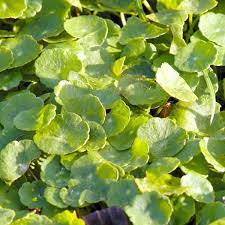 Maybe you would like to learn more about one of these? Use Weedkiller Spray To Take Out Dollar Weed Wacotrib Com