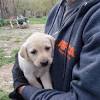 To learn more about each adoptable labradoodle, click on the i icon for some fast facts, or click on their name or photo. 1