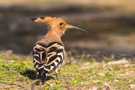 تفسير رؤيه حلم الهدهد في المنام لابن سيرين الهدهد الهدهد في الحلم الهدهد في المنام تفسير ابن سيرين Animals Bird