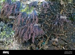 Image result for Stemonitis splendens