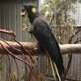 cockatoo parrots for sale from www.worldwideexoticparrotsfarm.com